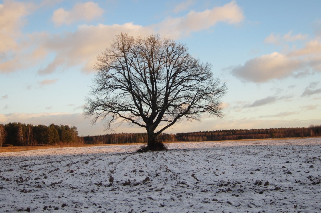 Autors: no I. Šmita albuma