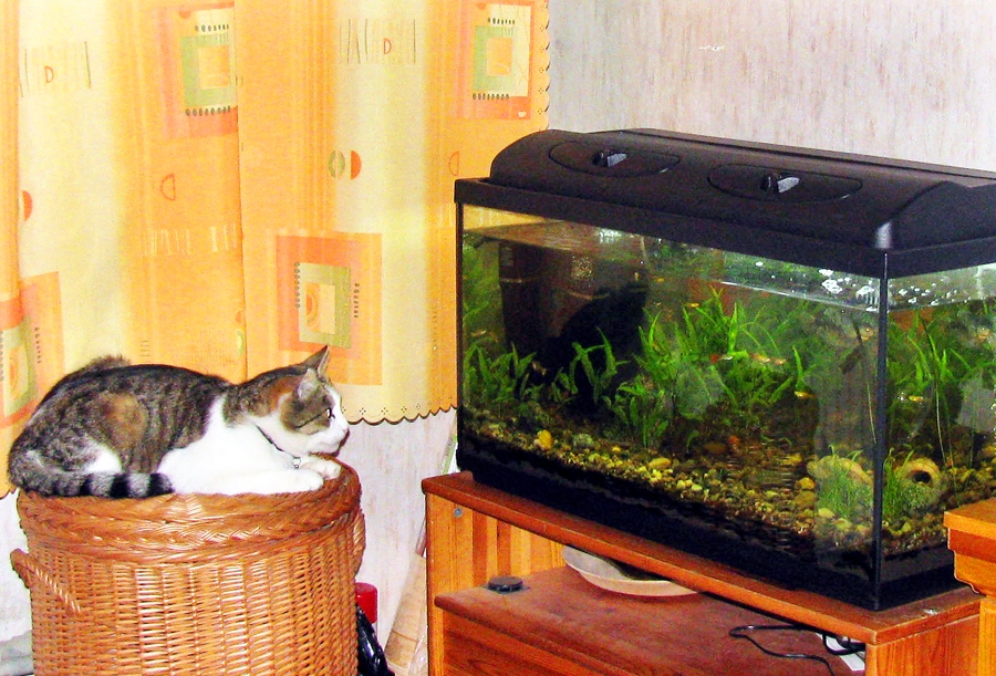 Kaķis Raibulis bieži medīgi vēro akvārijā mītošās zivtiņas. Kārums gan nav sasniedzams.
Autors: Ruta Keiša
