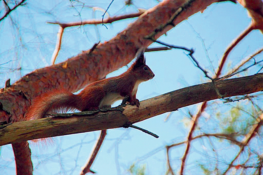 Autors: dabasskati.lv