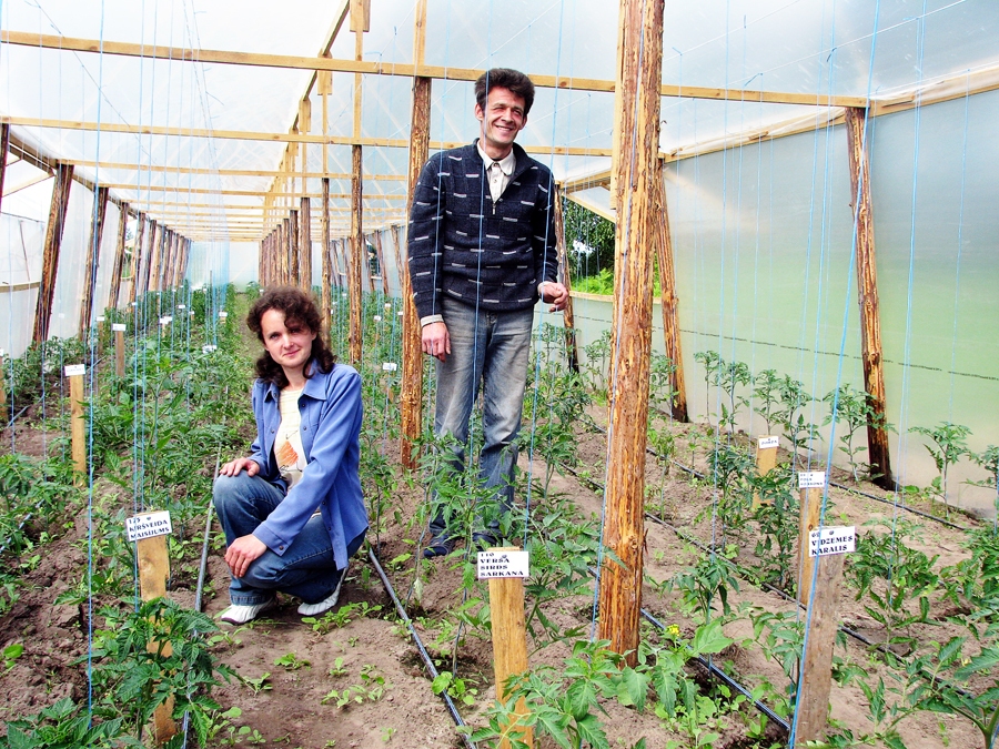 Arnis Banga ar sievu Santu jau sākuši diedzēt stādus, lai arī šopavasar, līdzīgi iepriekšējos gados iemūžinātajai bildei, piedāvātu apkaimes pircējiem iecienītos tomātus un papriku.
Autors: no «Bauskas Dzīves» arhīva