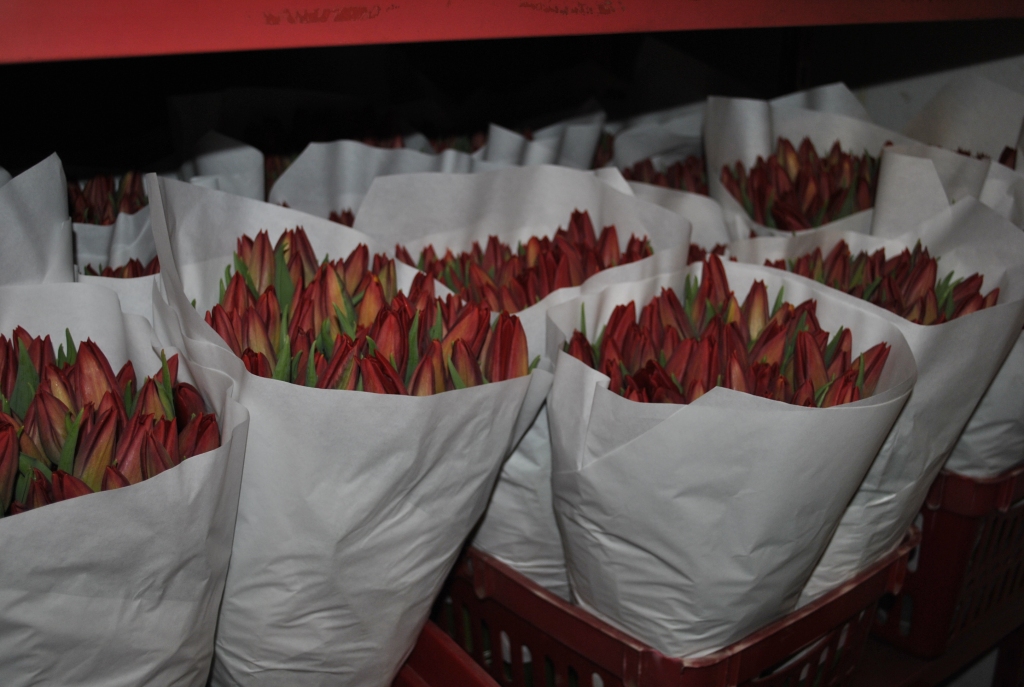 Tradicionāli 8. martā pārdotāko puķu topa augšgalā ir tulpes.
Autors: Vilnis Auzāns