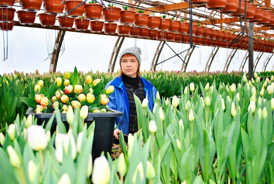 Kristīnes Puķānes Ceraukstē audzētās tulpes 8. marta rītā būs atrodamas arī dažos Bauskas puķu veikalos.
Autors: Vilnis Auzāns