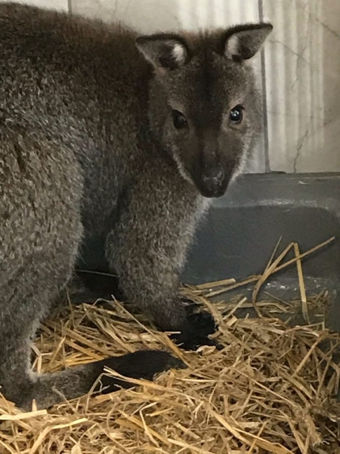 Iecavas valabijs šobrīd mitinās Rīgas Nacionālajā zooloģiskajā dārzā. To, visticamāk, gaida ceļš uz Poliju, kur to jau gaidot rudpelēko valabiju dāmu pulciņš.
Autors: skaties.lv