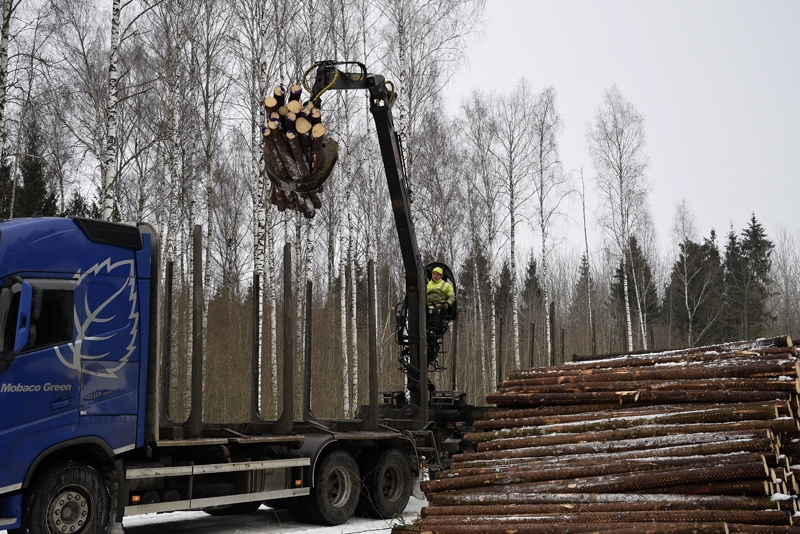 Ceraukstes pagasta Skultēnu mežā kokus izved SIA «Mobaco Green». Strādā iecavnieks Jānis Medveckis.
Autors: Ivars Bogdanovs