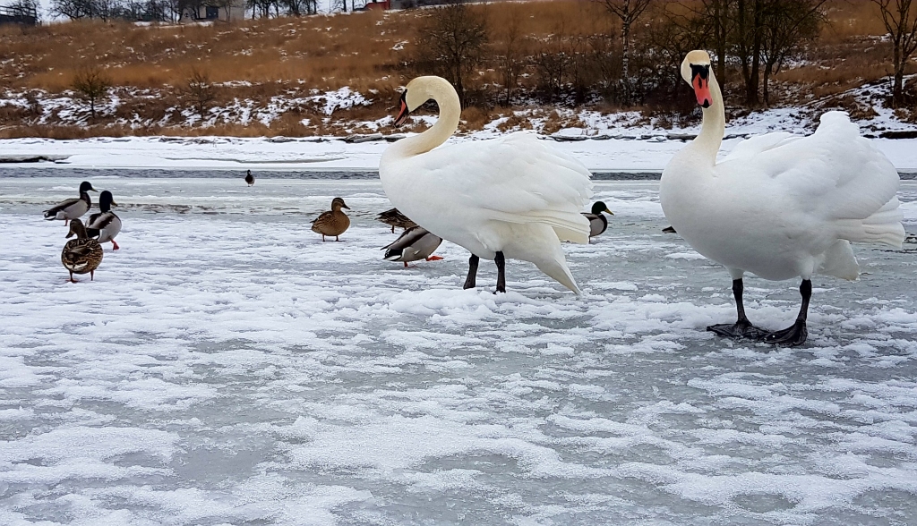 Autors: www.bauskasdzive.lv