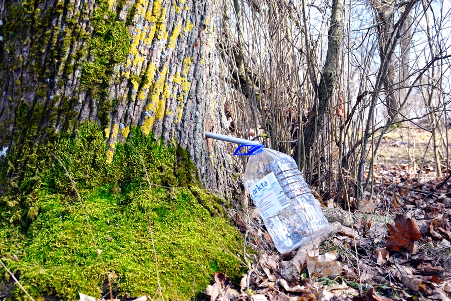 Kļavu sulas vidēja cena tirgū ir trīs eiro par diviem litriem. Citviet pieci litri sulas maksā piecus eiro.
Autors: Ivars Bogdanovs