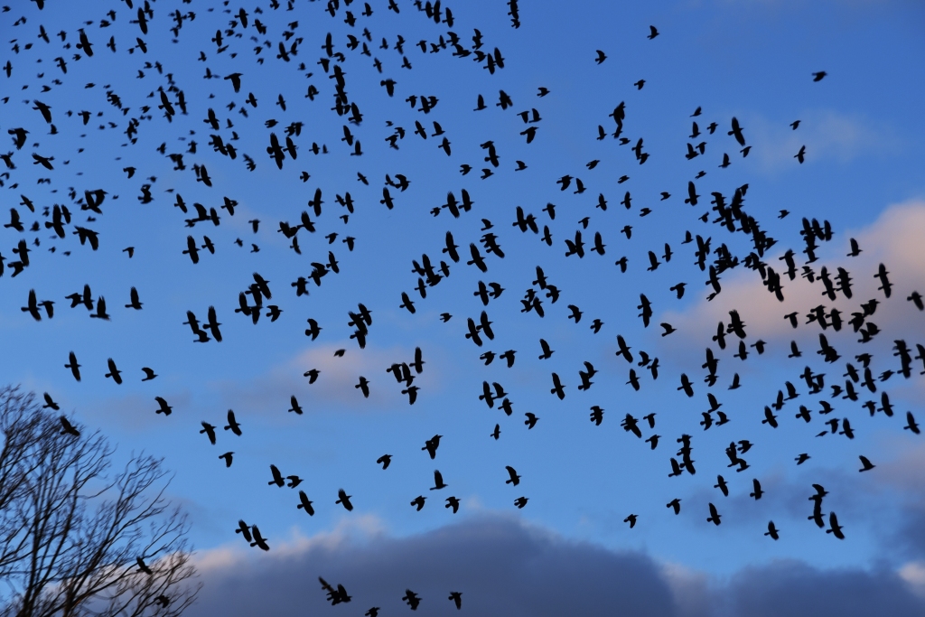 Nedēļas nogalē krauķu uzlidojumi pilsētai ir gana iespaidīgi.
Autors: Uldis Varnevičs