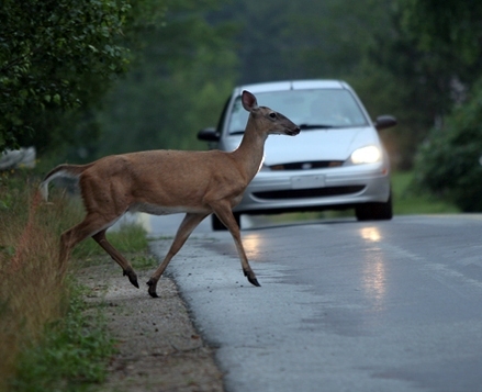 Autors: http://www.latforin.info