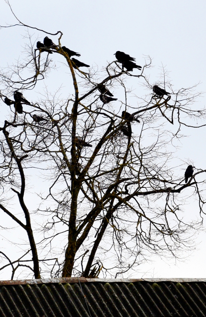 Autors: Ivars Bogdanovs