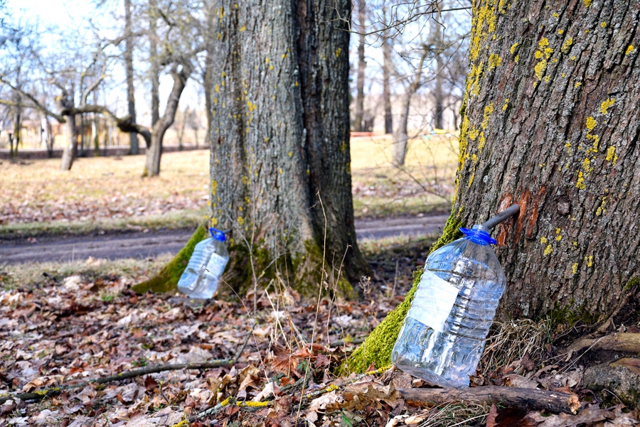 Kļavu sulas vidēja cena tirgū ir trīs eiro par diviem litriem. Citviet pieci litri sulas maksā piecus eiro.
Autors: Ivars Bogdanovs