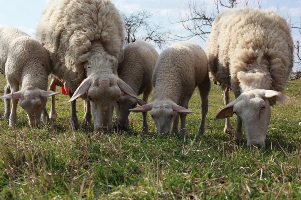 Autors: no «Bauskas Dzīves» arhīva