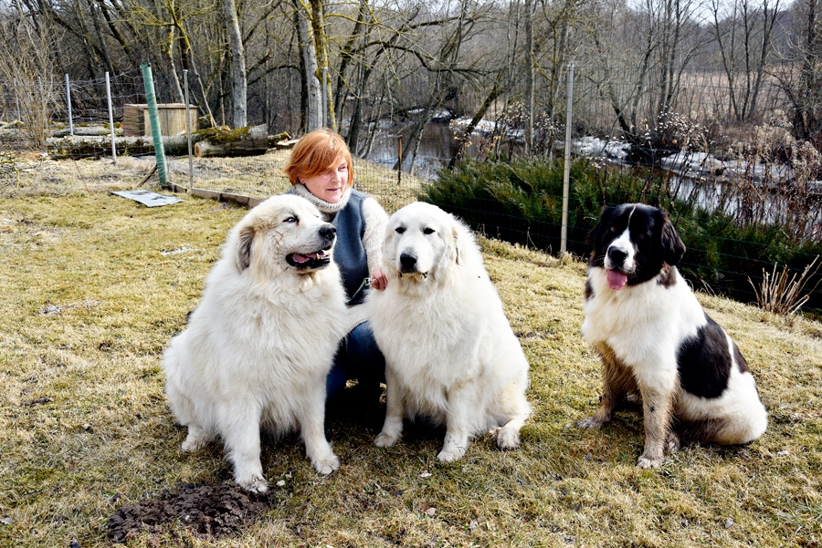 Daiga Šimkevica kopā ar Amoru, Alegru un Alisi.
Autors: Ivars Bogdanovs