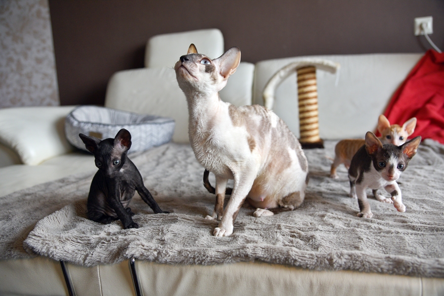 Šarlīne, Kornvolas reksa šķirnes kaķene, kopā ar mazuļiem.
Autors: Uldis Varnevičs