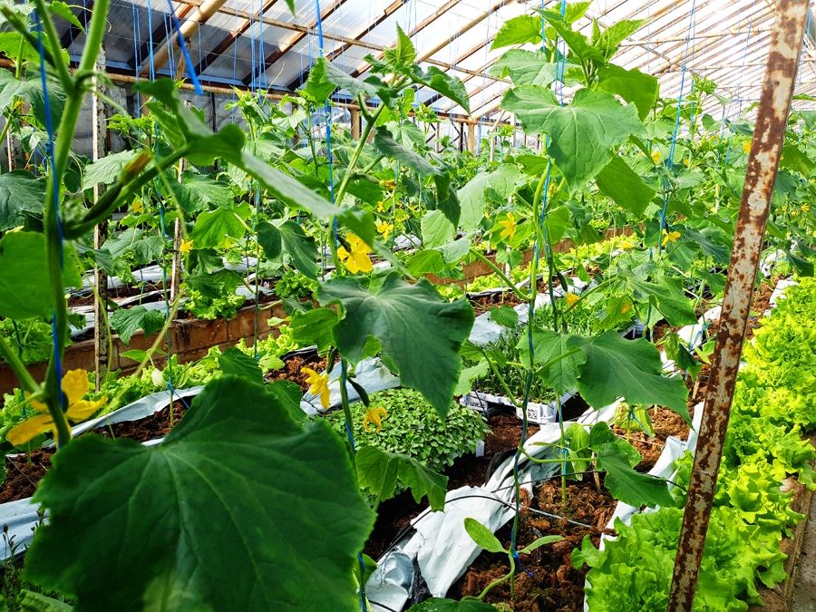 «Ints un Co» siltumnīcās gurķi stīgo uz augšu, bet zem tiem brīvajās vietās aug salāti.
Autors: Sandra Danosa