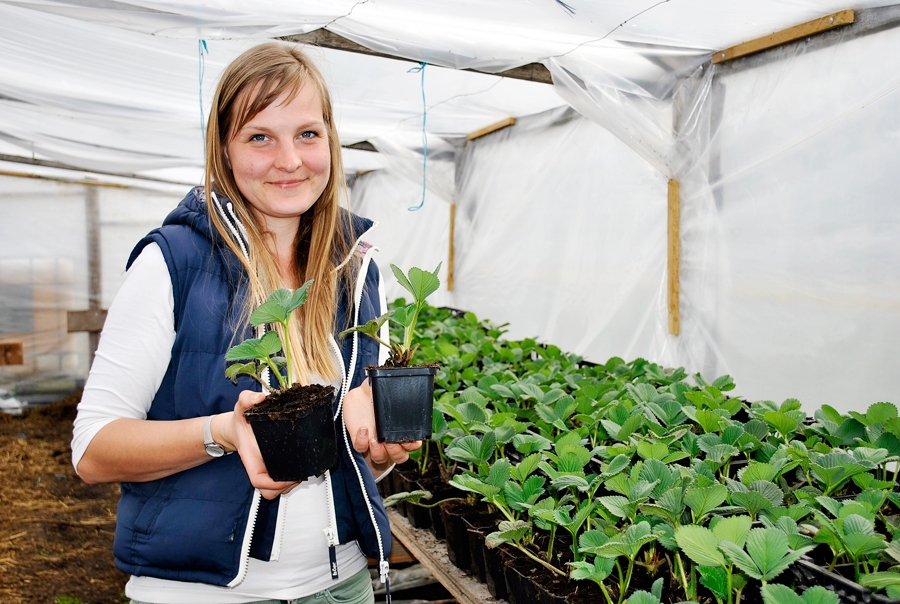 Īslīces «Lauriņu» siltumnīcā ar zemeņu dēstiem darbojas Maija Lauriņa-Rimicāne.
Autors: Ruta Keiša
