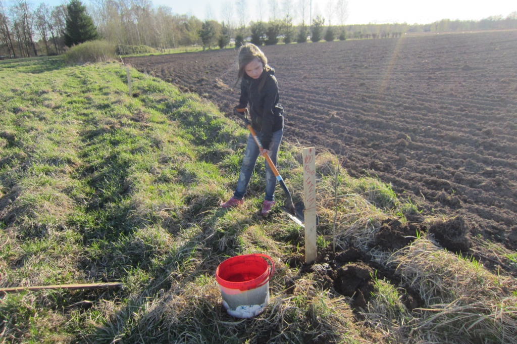 Savu otro ozoliņu dzīvē iestādīja arī Iecavas internātskolas skolniece Laura Bramane, paldies viņai par piedalīšanos talkā un lietderīgi pavadītu pēcpusdienu laukos.
Autors: I. Šmits