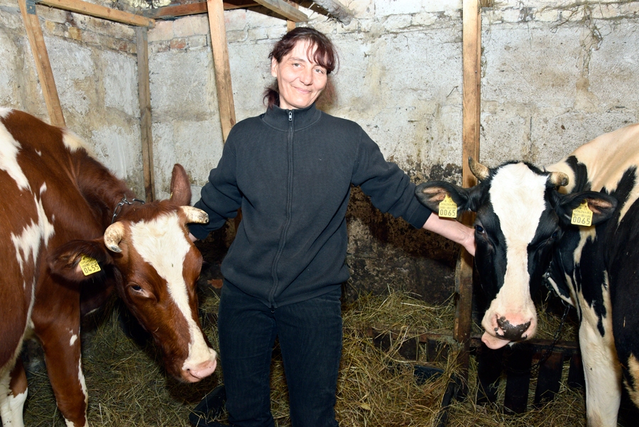 Liene Olmane, mākslīgās apsēklošanas tehniķe, pie savām gotiņām.
Autors: Ivars Bogdanovs