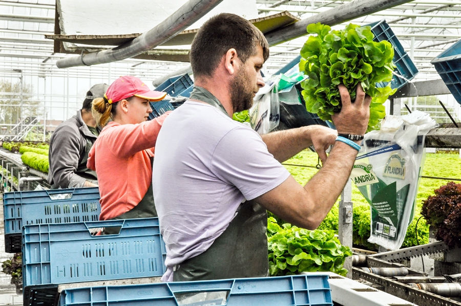 Salātu ražas novākšana – vienīgais roku darbs.Foto –
Autors: ES, Laura Ambrosino