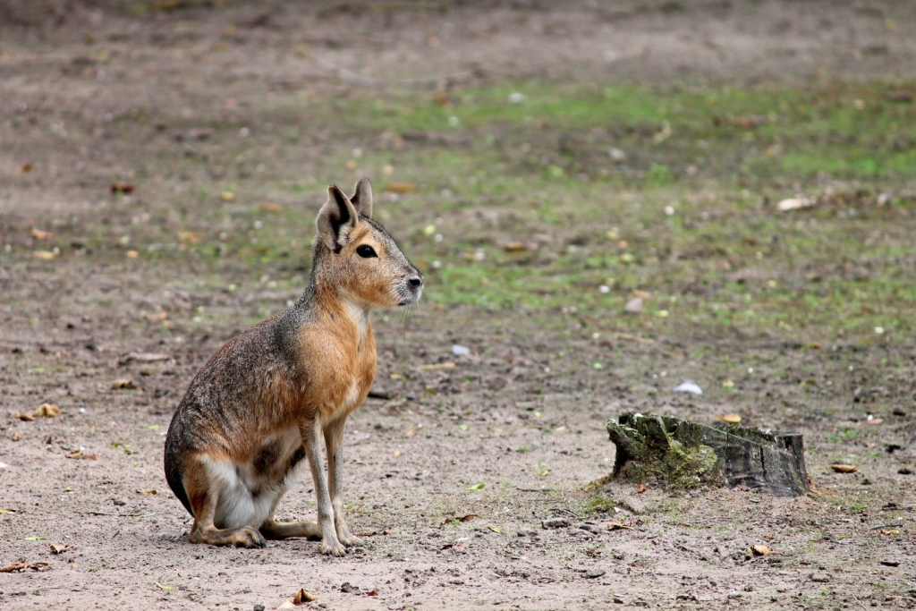 Dienvidamerikas grauzējs - Patagonijas mara.
Autors: nra.lv