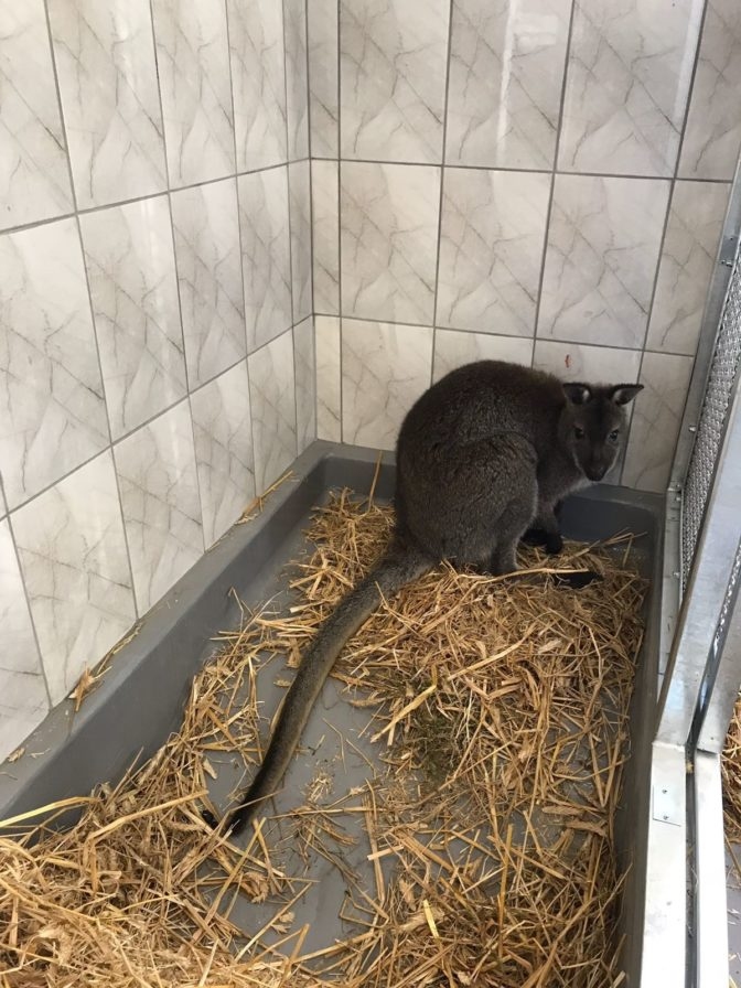 Ziemā Iecavas apkārtnē savvaļā tika noķerts arī ķengurs, taču dzīvnieka īpašnieki tā arī neatradās.
Autors: skaties.lv