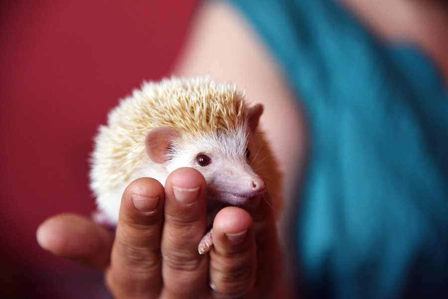 Elza, Āfrikas pundurežu meitene, ir tikai trīs mēnešus veca.
Autors: Uldis Varnevičs