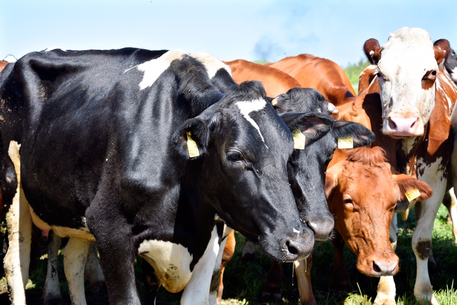 Autors: Ivars Bogdanovs