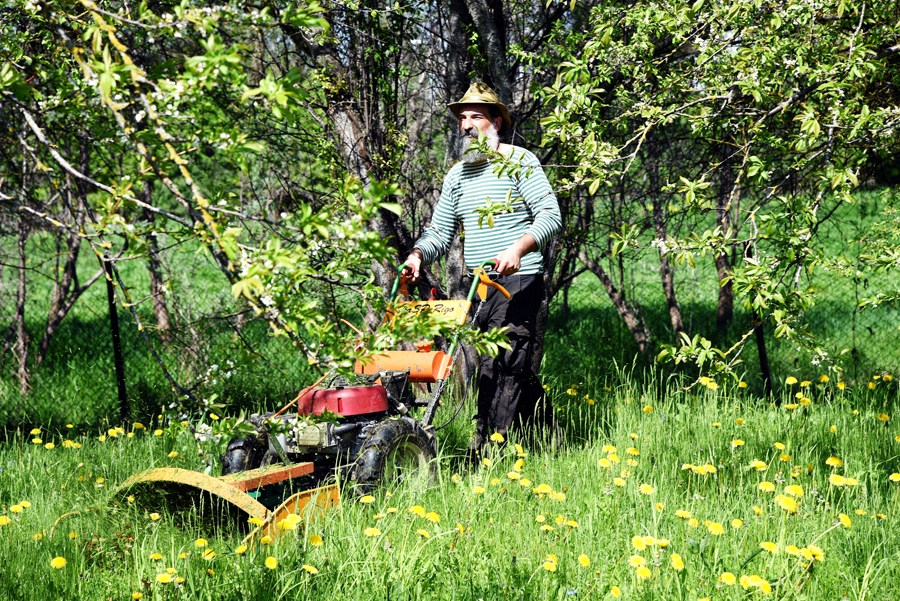 Ar «Raptoru» tiek sakopts ābeļdārzs.
Autors: Uldis Varnevičs