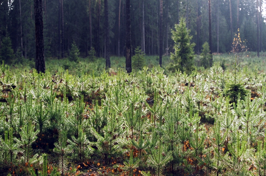 Šogad eglītes iestādīs 3525 hektāros.
Autors: Publicitātes foto