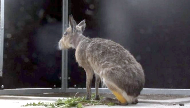Novārgusī Patagonijas mara atkopjas zoodārzā.
Autors: no skaties.lv