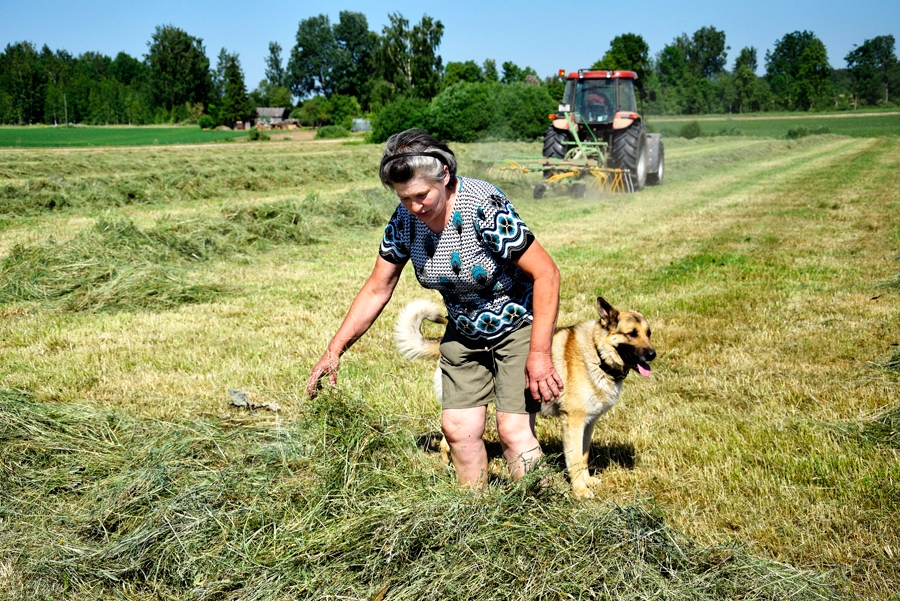 Skaidrīte Strautniece Viesturu pagasta zemnieku saimniecības «Skaras» siena vālā.
Autors: Ivars Bogdanovs