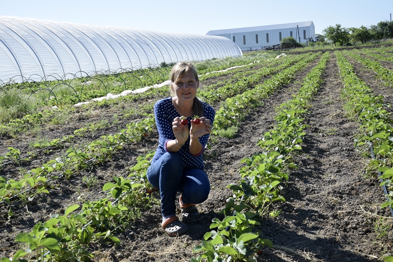 Dienā varot nolasīt līdz 70 kilogramiem saldo ogu, izpārdodot tās turpat uz vietas saimniecībā un braucot katru otro dienu uz galvaspilsētas naktstirgu, teic īslīciete Maija Lauriņa-Rimicāne.
Autors: Ivars Bogdanovs