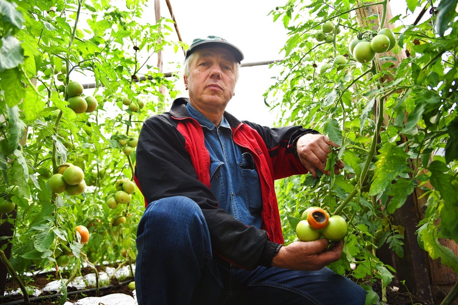 Andris Bite demonstrē, ka karstums ne tikai palīdzējis ātrāk nogatavināt jauno ražu, bet radījis arī defektus  tomātiem.
Autors: Uldis Varnevičs