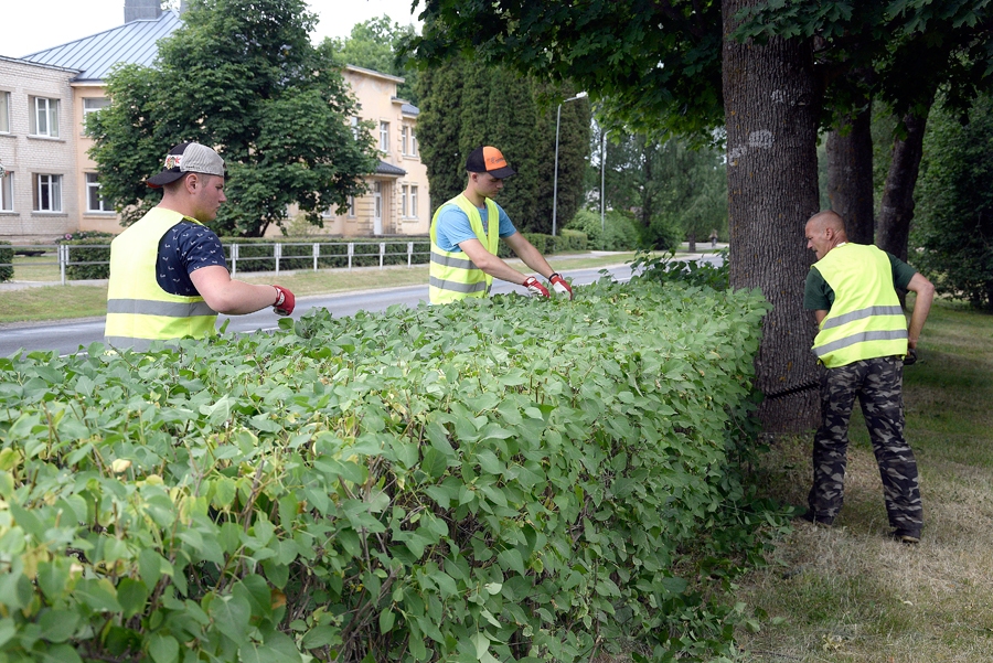 Skolēni Miks Veismanis (no kreisās), Tomass Gudrups un darbu vadītājs cērp dzīvžogu.
Autors: Ivars Bogdanovs