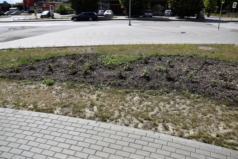 Trīsdesmit rožu stādu izrotā Bausku. Jaunā dobe ierīkota laukumā pie viesnīcas «Rixwell Bauska Hotel».
Autors: Ivars Bogdanovs
