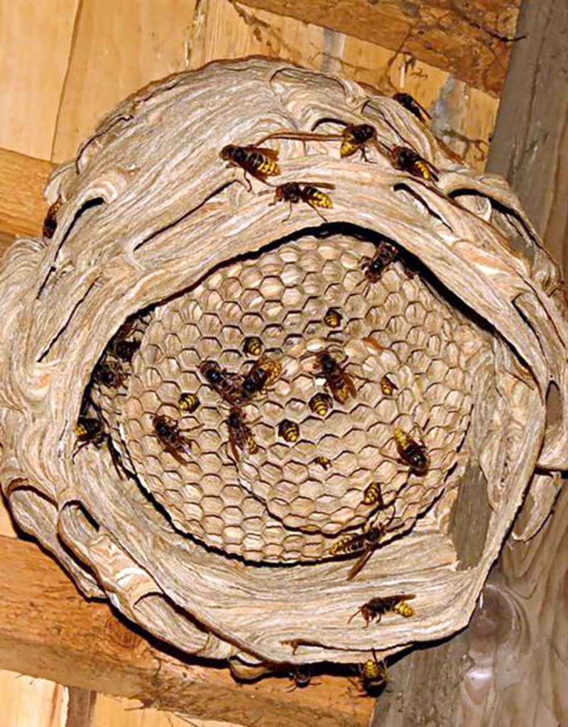 Attēlam ir ilustratīva nozīme.
Autors: no «Bauskas Dzīves» arhīva