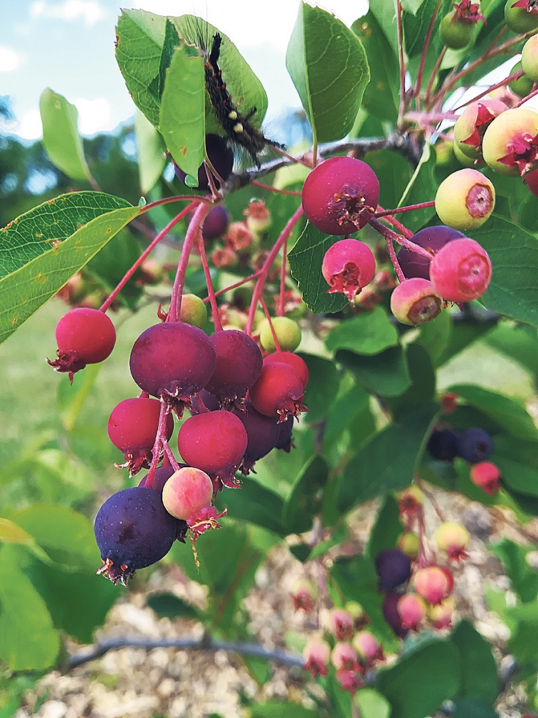 Korintes.
Autors: Raitis Puriņš