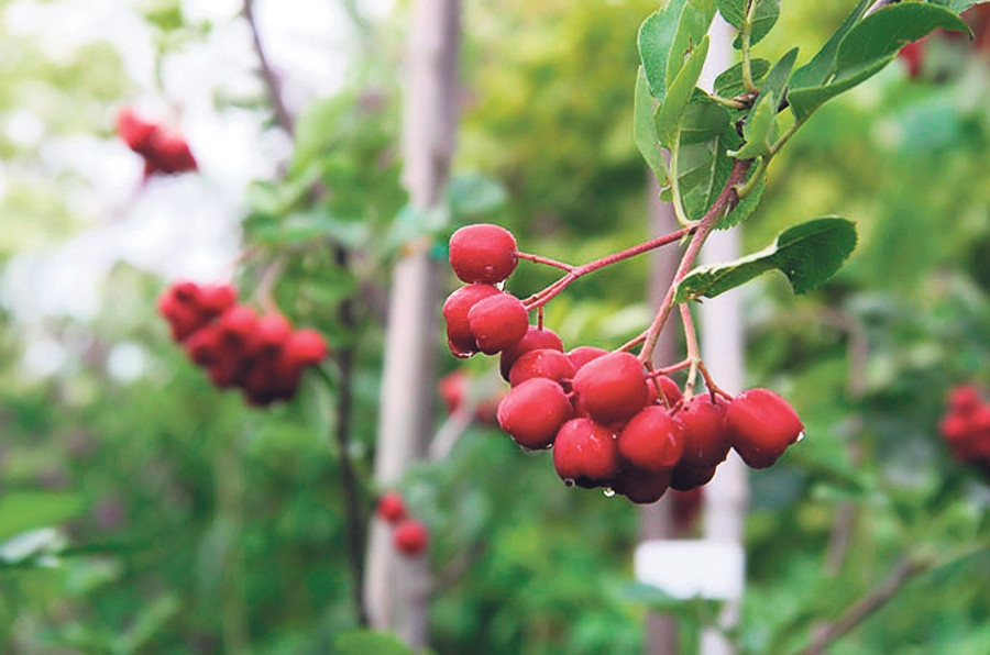 Pīlādzis.
Autors: Raitis Puriņš