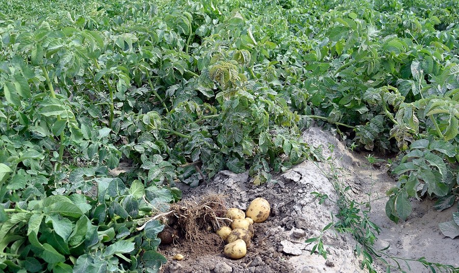 Jaunā raža gaida lietu.
Autors: Ivars Bogdanovs