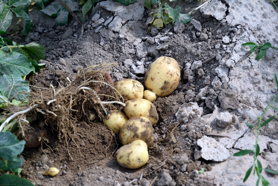 Kartupeļu bumbuļi piedzīvotā sausuma dēļ šogad būs mazāki.
Autors: no «Bauskas Dzīves» arhīva