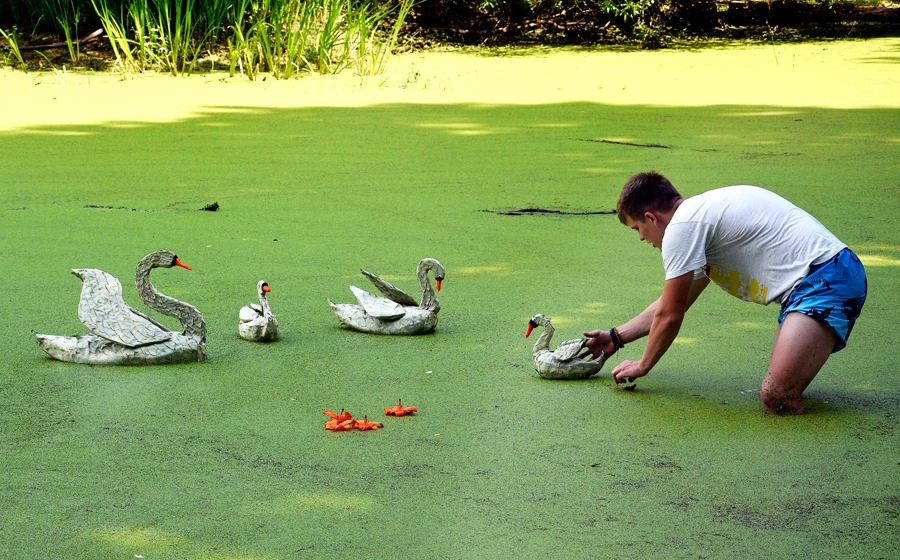 Gulbju ģimenīte atkal satikusies.
Autors: Ivars Bogdanovs