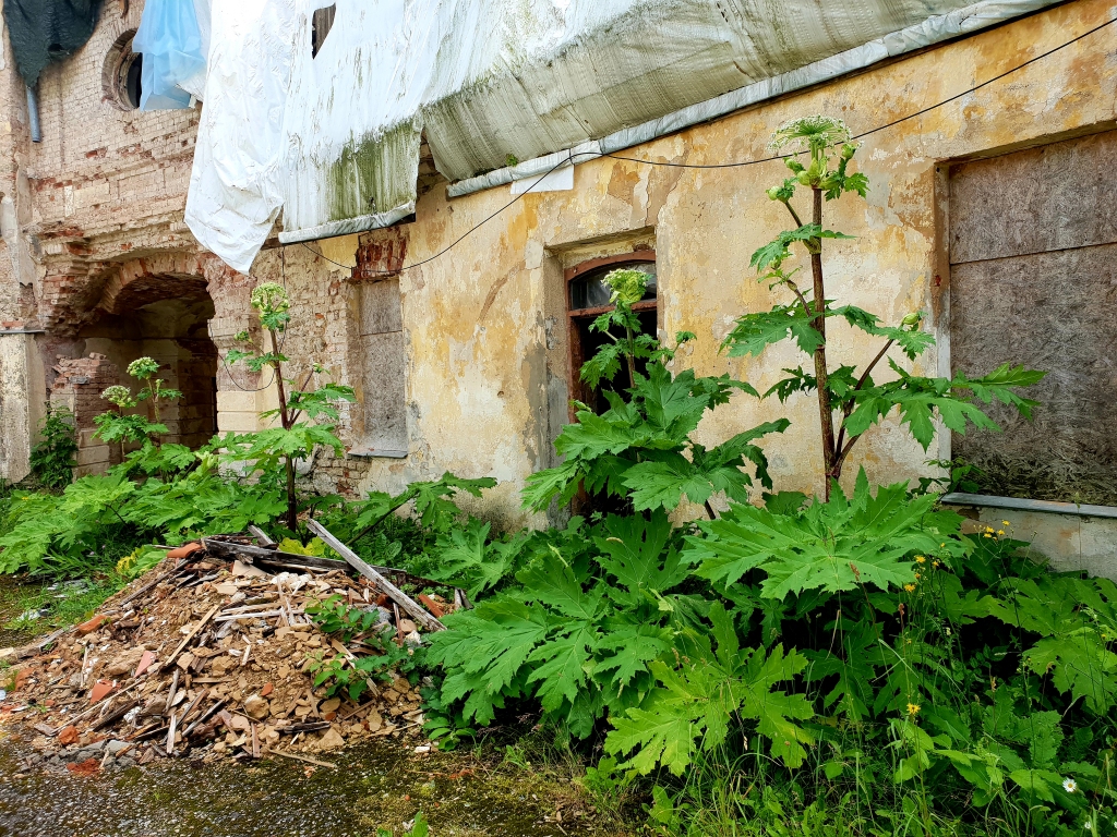 Kaucmindes parka teritorijā kuplo latvāņi.
Autors: www.bauskasdzive.lv