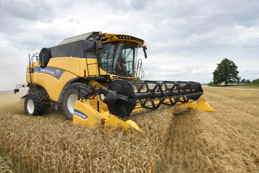 Raimonda Kazbuķa zemnieku saimniecībā «Mūrnieki» Rundāles novadā ziemas kviešu ir  350 hektāru, nokulti jau astoņdesmit procentu platības.
Autors: Uldis Varnevičs