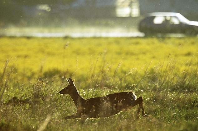 Attēlam ilustratīva nozīme.
Autors: no www.mezaavize.lv