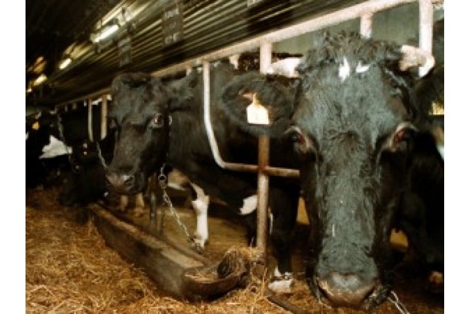 Dažās saimniecībās govīm jau tiek baroti ziemas krājumi.
Autors: 