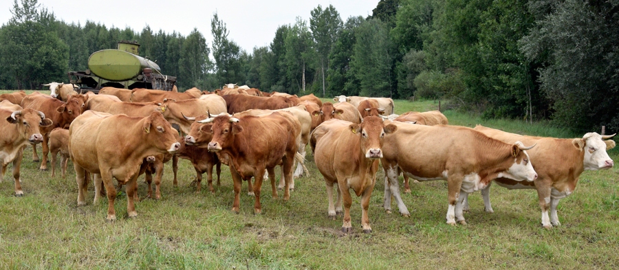Aigara Spoģa ganāmpulks «Unguros».
Autors: Ivars Bogdanovs