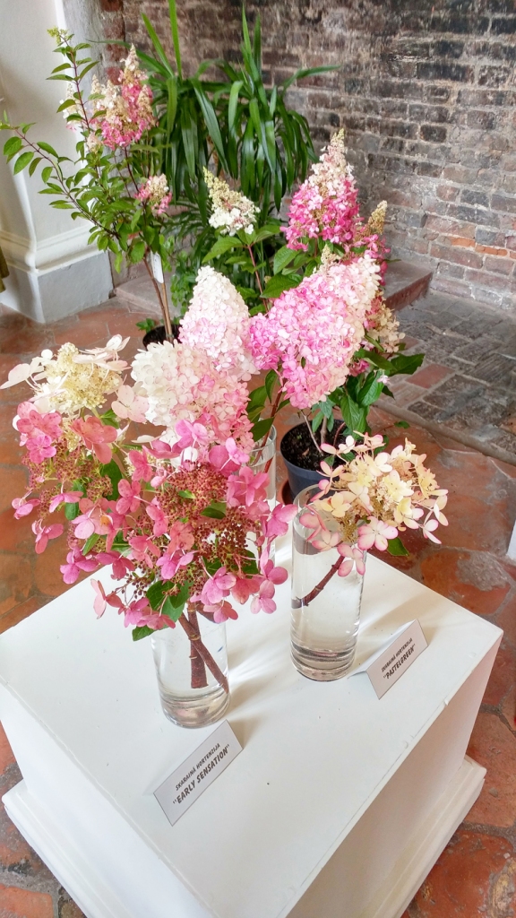 Pagājušā gada Veltas Breidakas hortenziju kolekcijas izstāde Rundāles pilī.
Autors: No albuma.