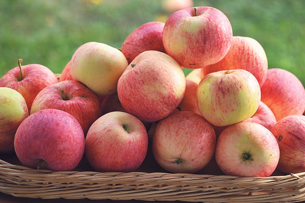 Ja ledusskapī vai pieliekamajā ilgāk «aizsēdējies» kāds piena produkts vai olas, kas steigšus jāapēd, tad der apsvērt – varbūt tas labi garšos našķī kopā ar āboliem? Garda ir ābolkūka no biskvīta mīklas.
Autors: Raitis Puriņš