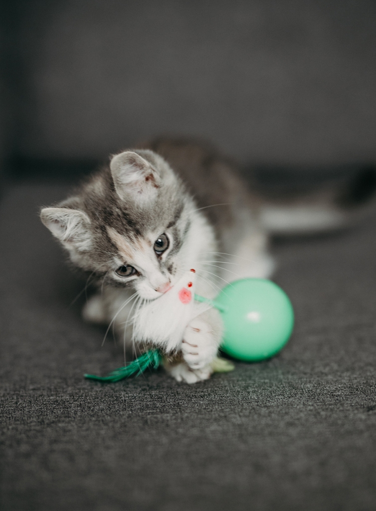 Kaķene Grēta atradusi sev labus saimniekus.
Autors: no personīgā arhīva