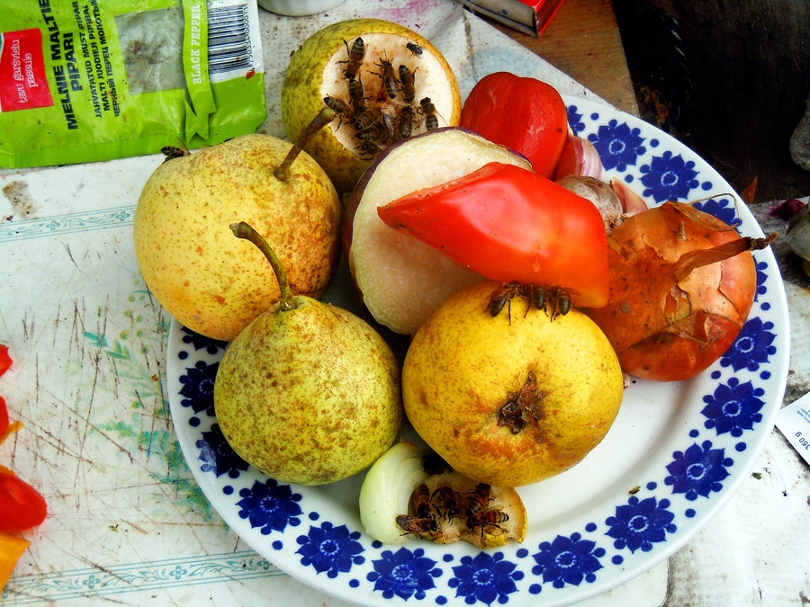 Sirseņi lidinās tur, kur daudz cukurotu saldumu – plūmes, bumbieri, āboli, avenes. Nesmādē arī dārzeņus.
Autors: Ivars Šmits