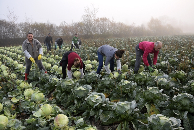 Saimniecībā vēl nenovākti mazliet vairāk par trim hektāriem kāpostu.
Autors: Ivars Bogdanovs